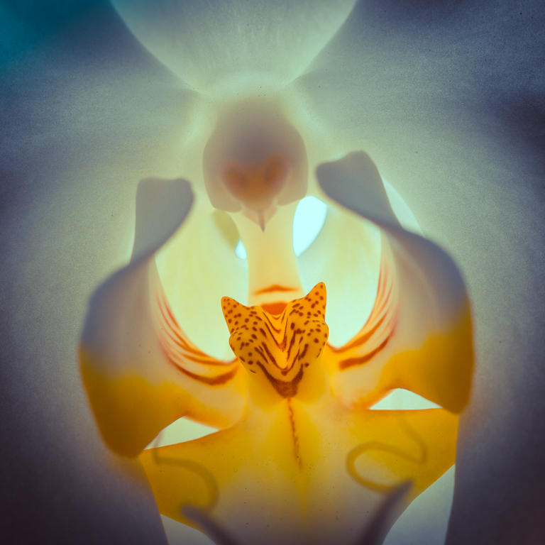 Traditional In Class M By Irene Liebler For Inside An Orchid OCT-2018.jpg